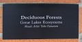 Matthaei Botanical Gardens 2010 0161
